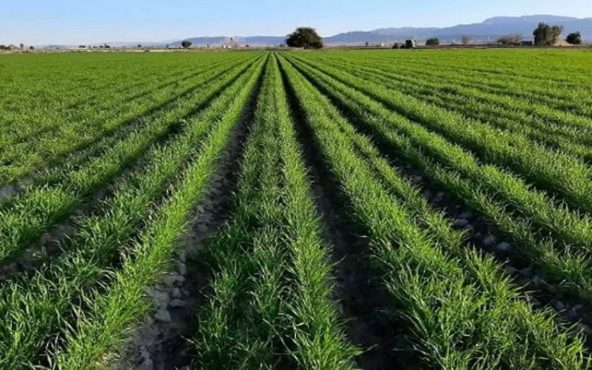 مرودشت، حائز رتبه برترکشت قراردادی گندم در فارس